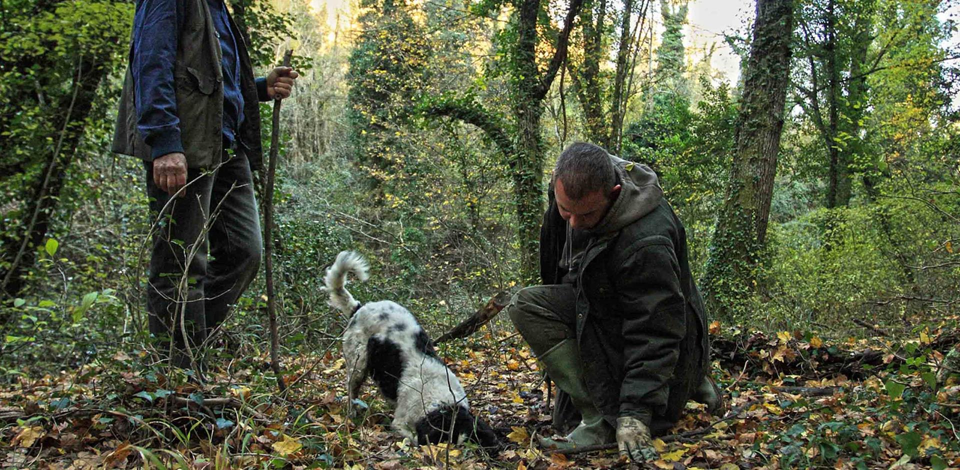Truffle hunting, Tuscany, A&K